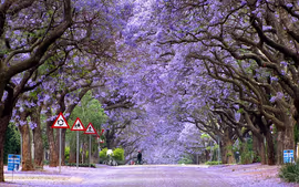 LO MEJOR DE SUDAFRICA Y CATARATAS VICTORIA (ZIMBABWE)