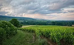 Viaje por los viñedos de Borgoña.