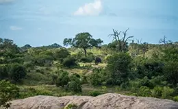 Safari fotográfico en el Parque Kruger