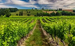 Descubre la campiña francesa y sus viñedos.