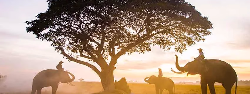 LO MEJOR DE TAILANDIA, PHUKET Y PHI PHI