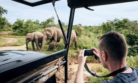Cómo tomar las mejores fotos de animales para tu aventura en Safari.