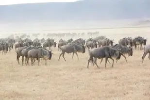 Ngorongoro